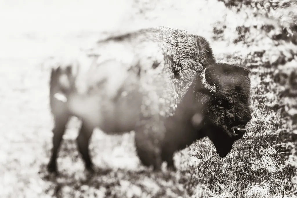 Bison Dream by Nathan Larson. SKU 92543i. Archival Giclee Fine art print for wall decor.