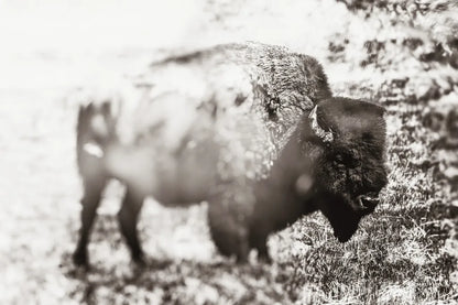 Bison Dream by Nathan Larson. SKU 92543i. Archival Giclee Fine art print for wall decor.