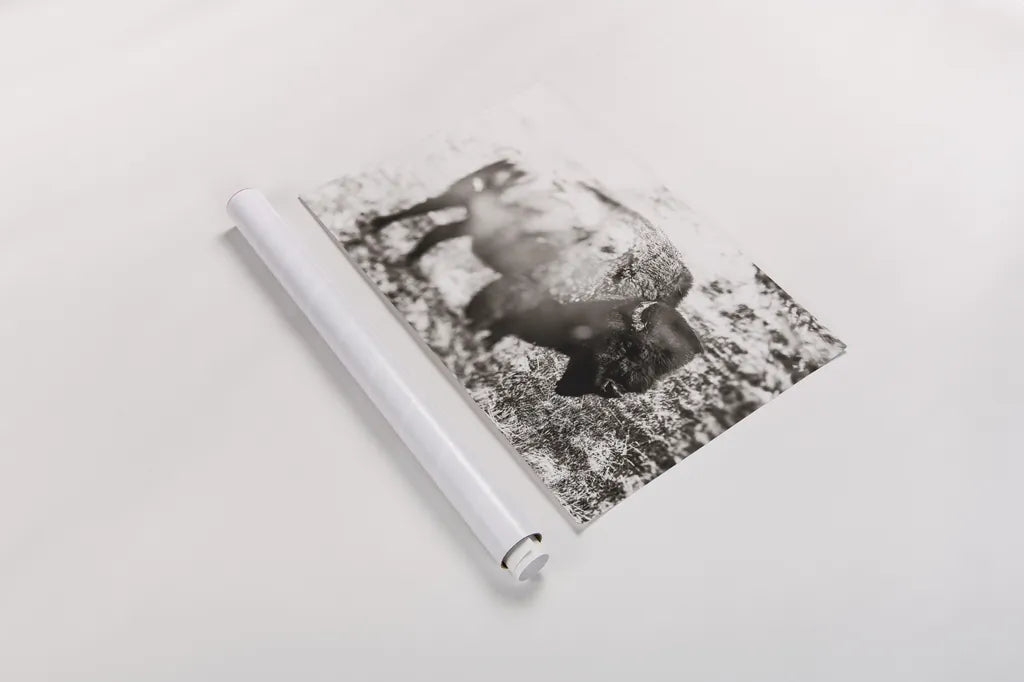 Bison Dream by Nathan Larson. shown as a rolled paper print. Available as archival giclee rolled canvas, fine art paper, or poster print. SKU 92543i.