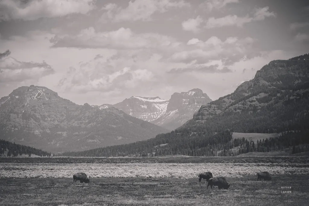 Bison Homeland by Nathan Larson. SKU 92470i. Archival Giclee Fine art print for wall decor.