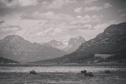 Bison Homeland by Nathan Larson. SKU 92470i. Archival Giclee Fine art print for wall decor.