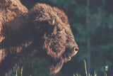 Bison Meditation by Nathan Larson. SKU 92725i. Archival Giclee Fine art print for wall decor.