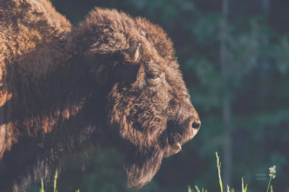 Bison Meditation by Nathan Larson. SKU 92725i. Archival Giclee Fine art print for wall decor.