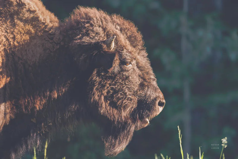 Bison Meditation by Nathan Larson. SKU 92725i. Archival Giclee Fine art print for wall decor.
