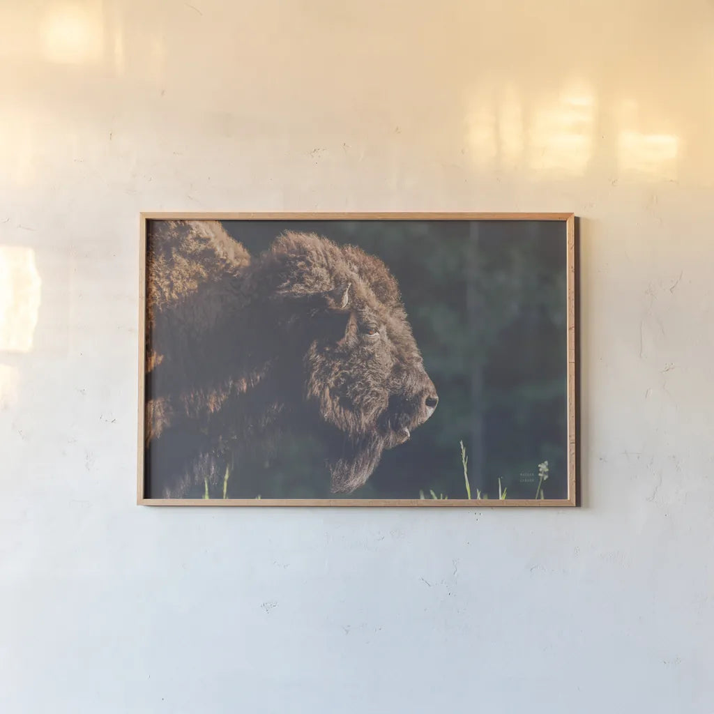 Bison Meditation by Nathan Larson. shown as a paper print in a natural frame. Available as a archival giclee rolled canvas, fine art paper, or poster print. SKU 92725i.