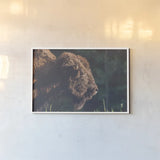 Bison Meditation by Nathan Larson. shown as a paper print in a white frame. Available as a archival giclee rolled canvas, fine art paper, or poster print. SKU 92725i.