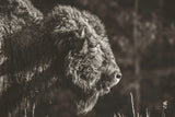 Bison Meditation by Nathan Larson. SKU 92726i. Archival Giclee Fine art print for wall decor.