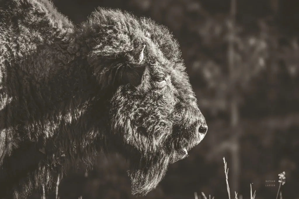 Bison Meditation by Nathan Larson. SKU 92726i. Archival Giclee Fine art print for wall decor.