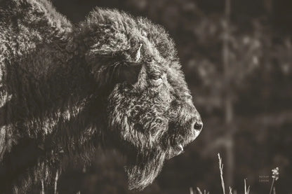 Bison Meditation by Nathan Larson. SKU 92726i. Archival Giclee Fine art print for wall decor.