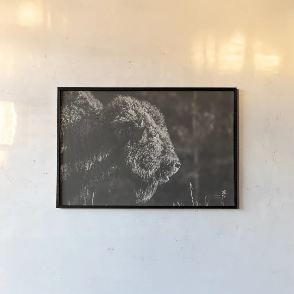 Bison Meditation by Nathan Larson. shown as a paper print in a black flame. Available as a archival giclee rolled canvas, fine art paper, or poster print. SKU 92726i.