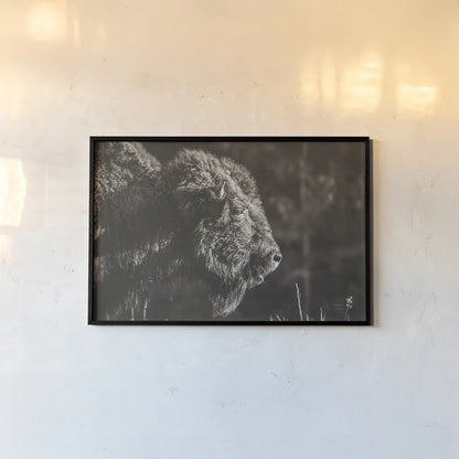 Bison Meditation by Nathan Larson. shown as a paper print in a black flame. Available as a archival giclee rolled canvas, fine art paper, or poster print. SKU 92726i.