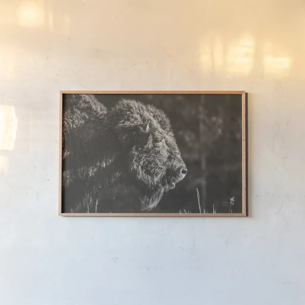 Bison Meditation by Nathan Larson. shown as a paper print in a natural frame. Available as a archival giclee rolled canvas, fine art paper, or poster print. SKU 92726i.