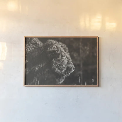 Bison Meditation by Nathan Larson. shown as a paper print in a natural frame. Available as a archival giclee rolled canvas, fine art paper, or poster print. SKU 92726i.