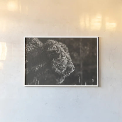 Bison Meditation by Nathan Larson. shown as a paper print in a white frame. Available as a archival giclee rolled canvas, fine art paper, or poster print. SKU 92726i.