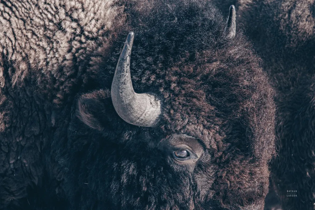 Bison Neutral by Nathan Larson. SKU 84261i. Archival Giclee Fine art print for wall decor.