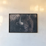 Bison Neutral by Nathan Larson. shown as a paper print in a black flame. Available as a archival giclee rolled canvas, fine art paper, or poster print. SKU 84261i.