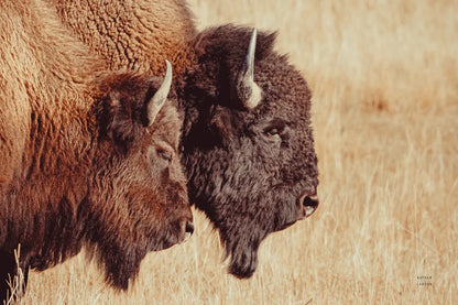 Bison Pair by Nathan Larson. SKU 87941i. Archival Giclee Fine art print for wall decor.