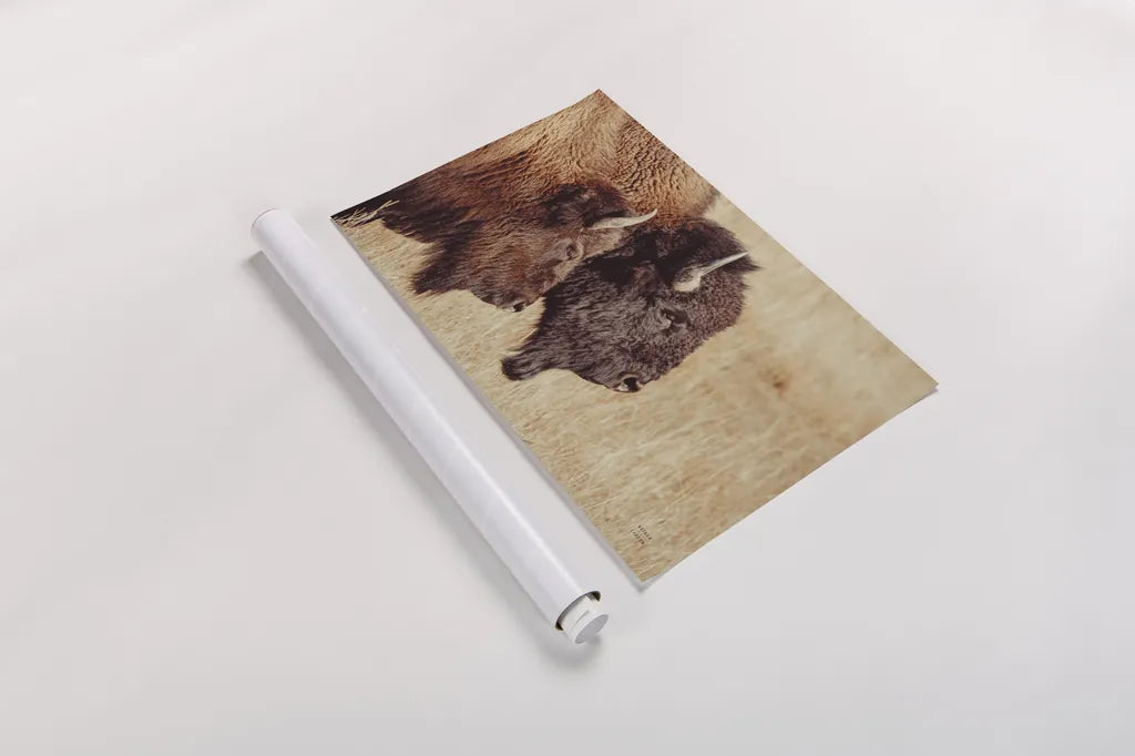 Bison Pair by Nathan Larson. shown as a rolled paper print. Available as archival giclee rolled canvas, fine art paper, or poster print. SKU 87941i.
