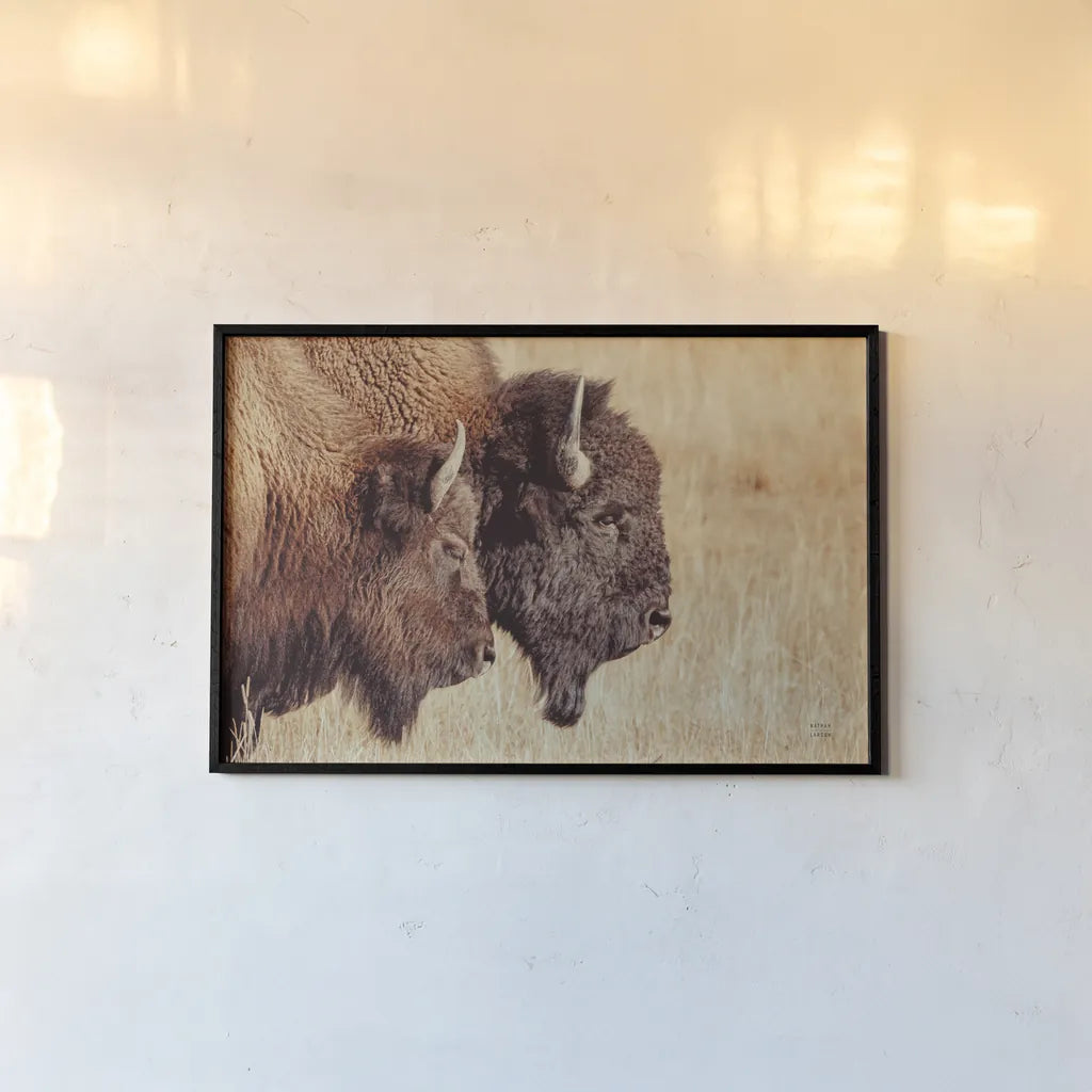 Bison Pair by Nathan Larson. shown as a paper print in a black flame. Available as a archival giclee rolled canvas, fine art paper, or poster print. SKU 87941i.