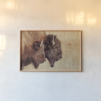 Bison Pair by Nathan Larson. shown as a paper print in a natural frame. Available as a archival giclee rolled canvas, fine art paper, or poster print. SKU 87941i.