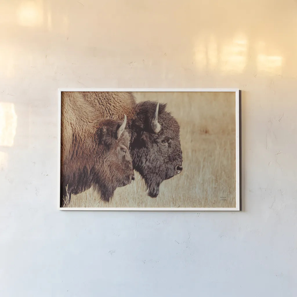 Bison Pair by Nathan Larson. shown as a paper print in a white frame. Available as a archival giclee rolled canvas, fine art paper, or poster print. SKU 87941i.