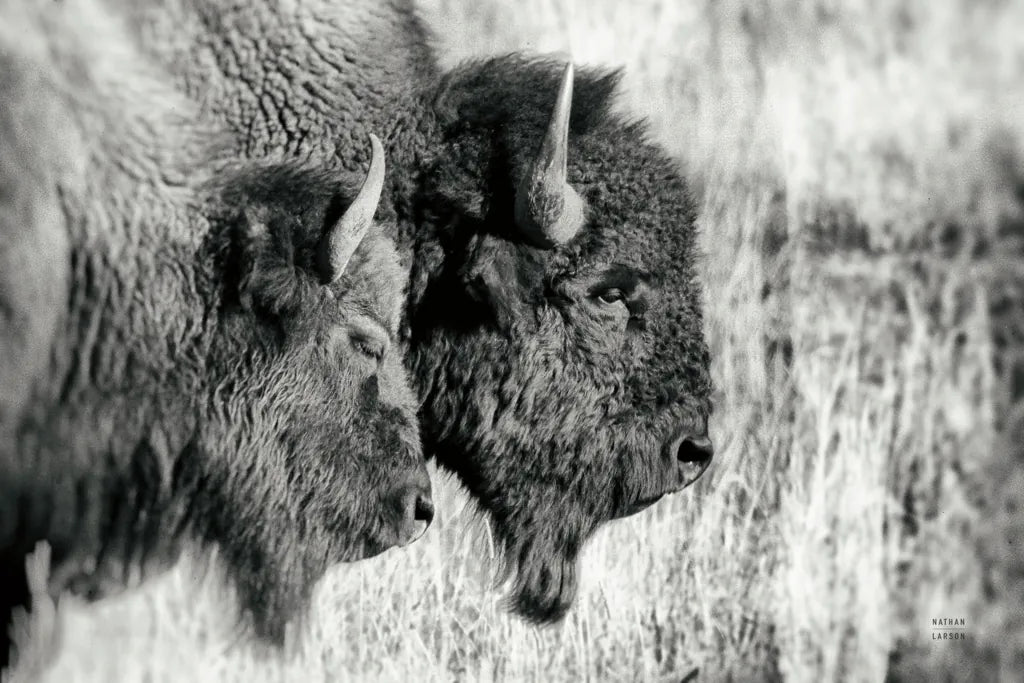 Bison Pair BW by Nathan Larson. SKU 87942i. Archival Giclee Fine art print for wall decor.