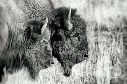 Bison Pair BW by Nathan Larson. SKU 87942i. Archival Giclee Fine art print for wall decor.