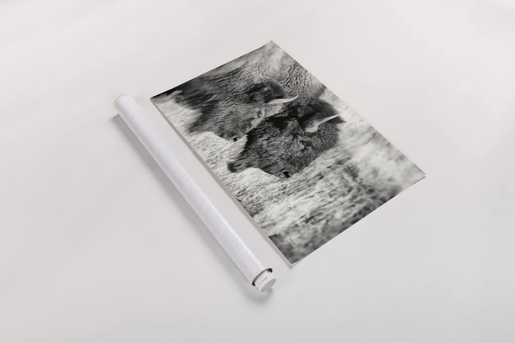 Bison Pair BW by Nathan Larson. shown as a rolled paper print. Available as archival giclee rolled canvas, fine art paper, or poster print. SKU 87942i.