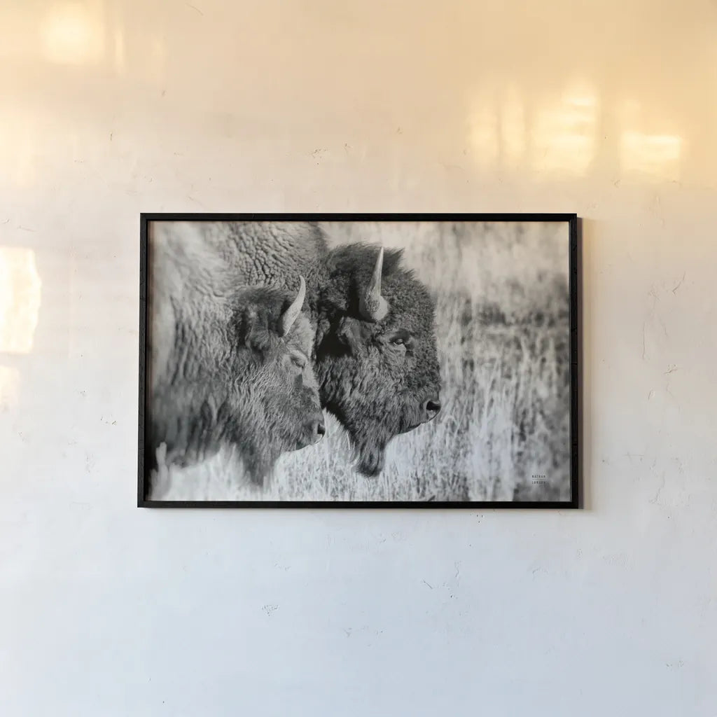 Bison Pair BW by Nathan Larson. shown as a paper print in a black flame. Available as a archival giclee rolled canvas, fine art paper, or poster print. SKU 87942i.