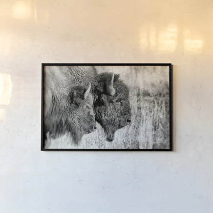 Bison Pair BW by Nathan Larson. shown as a paper print in a black flame. Available as a archival giclee rolled canvas, fine art paper, or poster print. SKU 87942i.