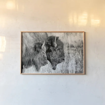 Bison Pair BW by Nathan Larson. shown as a paper print in a natural frame. Available as a archival giclee rolled canvas, fine art paper, or poster print. SKU 87942i.