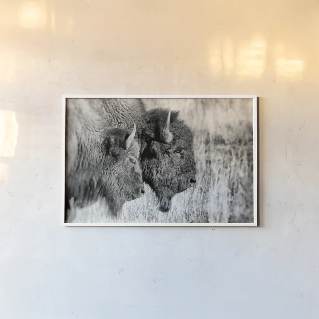 Bison Pair BW by Nathan Larson. shown as a paper print in a white frame. Available as a archival giclee rolled canvas, fine art paper, or poster print. SKU 87942i.