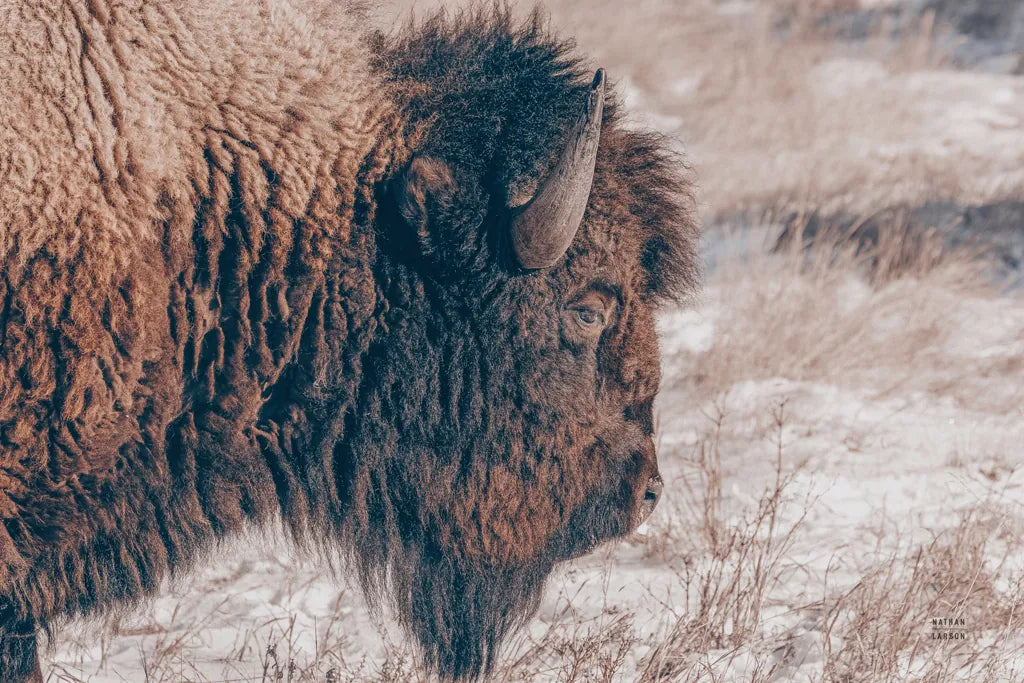 Bison Profile by Nathan Larson. SKU 84255i. Archival Giclee Fine art print for wall decor.