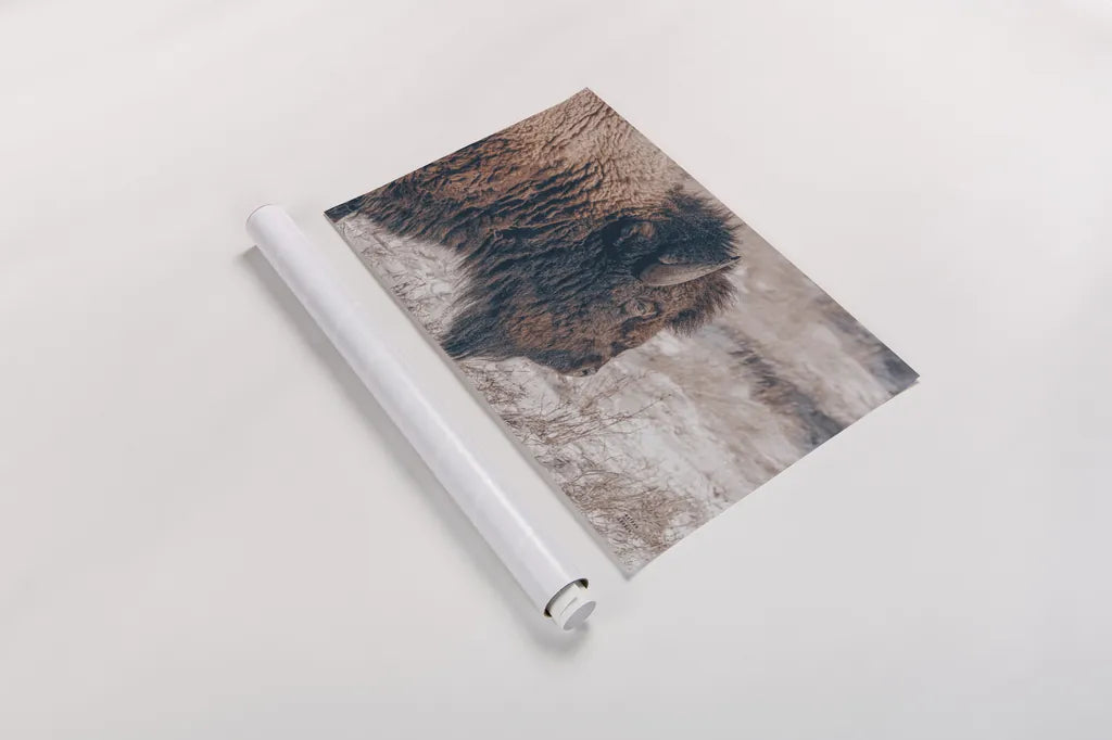 Bison Profile by Nathan Larson. shown as a rolled paper print. Available as archival giclee rolled canvas, fine art paper, or poster print. SKU 84255i.