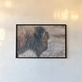 Bison Profile by Nathan Larson. shown as a paper print in a black flame. Available as a archival giclee rolled canvas, fine art paper, or poster print. SKU 84255i.