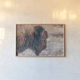 Bison Profile by Nathan Larson. shown as a paper print in a natural frame. Available as a archival giclee rolled canvas, fine art paper, or poster print. SKU 84255i.