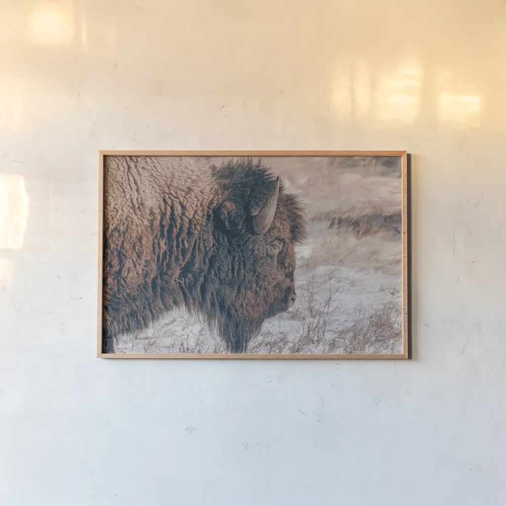 Bison Profile by Nathan Larson. shown as a paper print in a natural frame. Available as a archival giclee rolled canvas, fine art paper, or poster print. SKU 84255i.