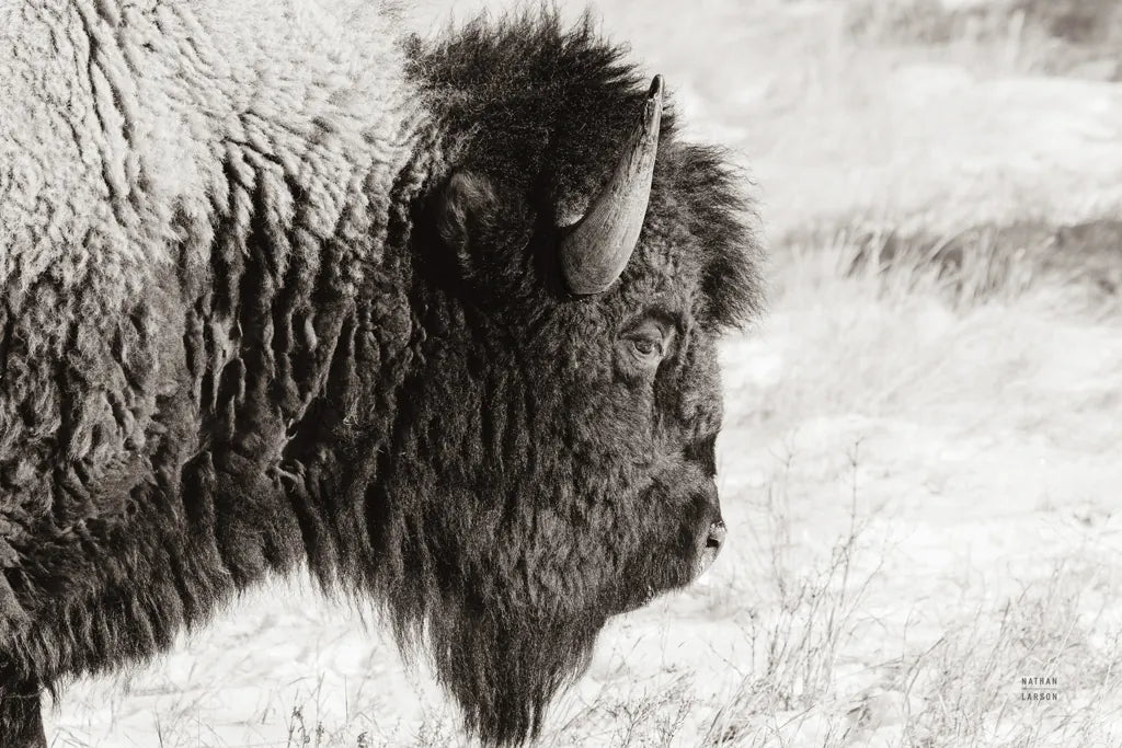 Bison Profile BW by Nathan Larson. SKU 84256i. Archival Giclee Fine art print for wall decor.