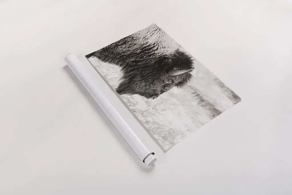Bison Profile BW by Nathan Larson. shown as a rolled paper print. Available as archival giclee rolled canvas, fine art paper, or poster print. SKU 84256i.