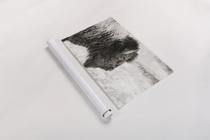 Bison Profile BW by Nathan Larson. shown as a rolled paper print. Available as archival giclee rolled canvas, fine art paper, or poster print. SKU 84256i.