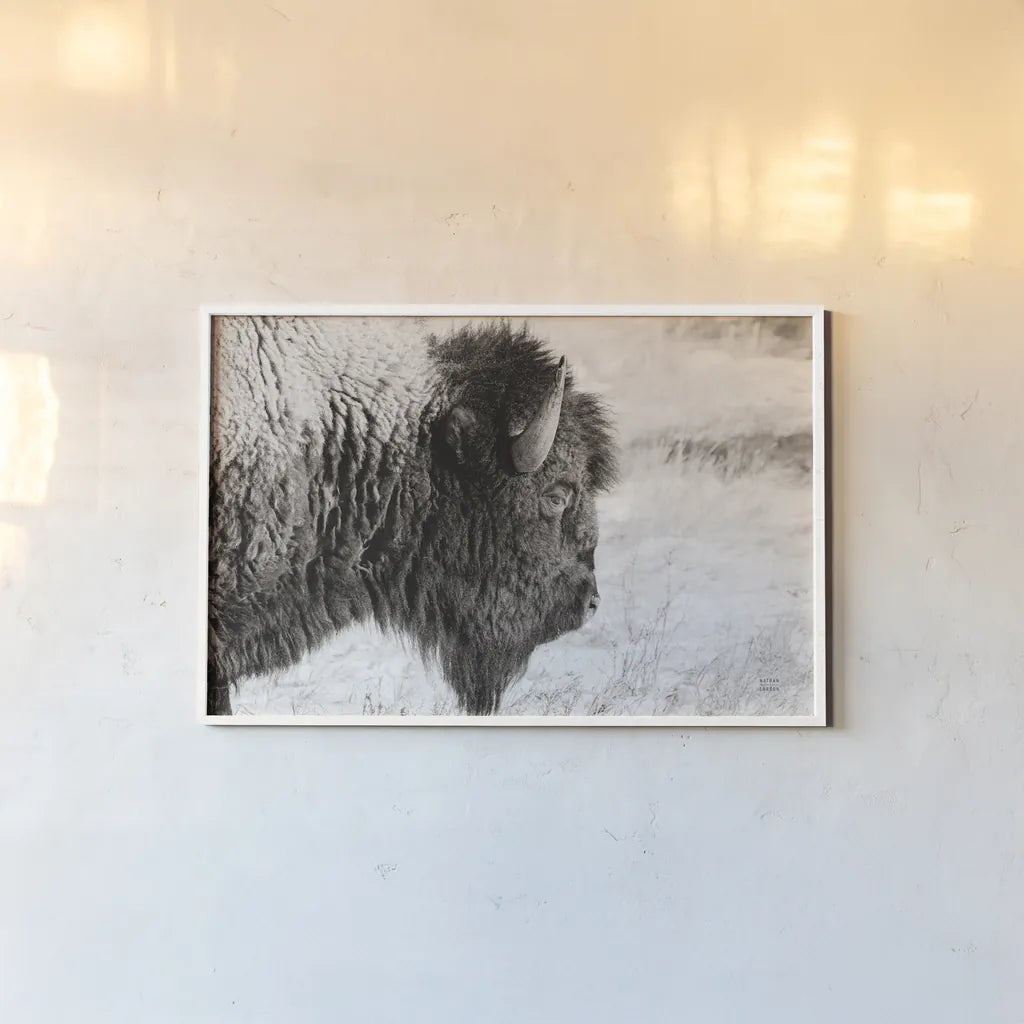 Bison Profile BW by Nathan Larson. shown as a paper print in a white frame. Available as a archival giclee rolled canvas, fine art paper, or poster print. SKU 84256i.