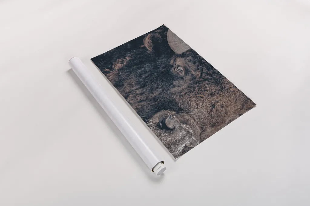 Bison Stare by Nathan Larson. shown as a rolled paper print. Available as archival giclee rolled canvas, fine art paper, or poster print. SKU 87947i.