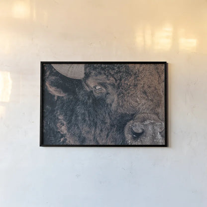 Bison Stare by Nathan Larson. shown as a paper print in a black flame. Available as a archival giclee rolled canvas, fine art paper, or poster print. SKU 87947i.