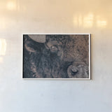 Bison Stare by Nathan Larson. shown as a paper print in a white frame. Available as a archival giclee rolled canvas, fine art paper, or poster print. SKU 87947i.