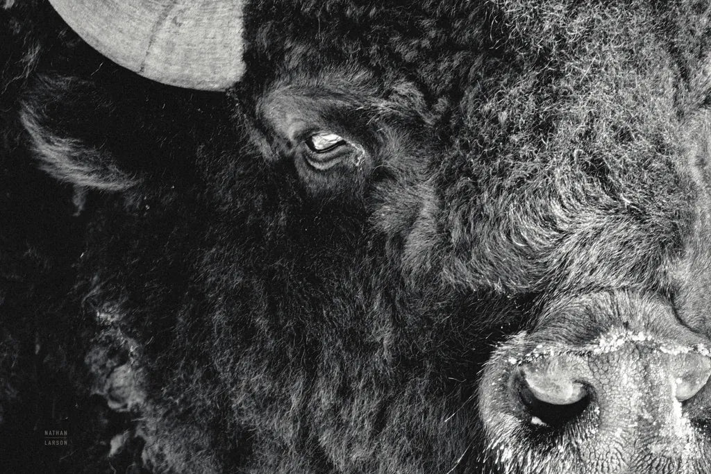 Bison Stare BW by Nathan Larson. SKU 87948i. Archival Giclee Fine art print for wall decor.