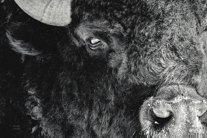 Bison Stare BW by Nathan Larson. SKU 87948i. Archival Giclee Fine art print for wall decor.