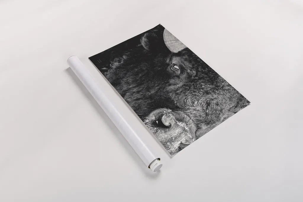 Bison Stare BW by Nathan Larson. shown as a rolled paper print. Available as archival giclee rolled canvas, fine art paper, or poster print. SKU 87948i.