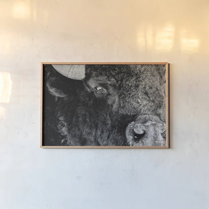 Bison Stare BW by Nathan Larson. shown as a paper print in a natural frame. Available as a archival giclee rolled canvas, fine art paper, or poster print. SKU 87948i.