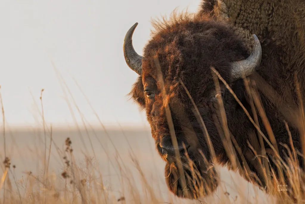Bison Sunset by Nathan Larson. SKU 98333i. Archival Giclee Fine art print for wall decor.