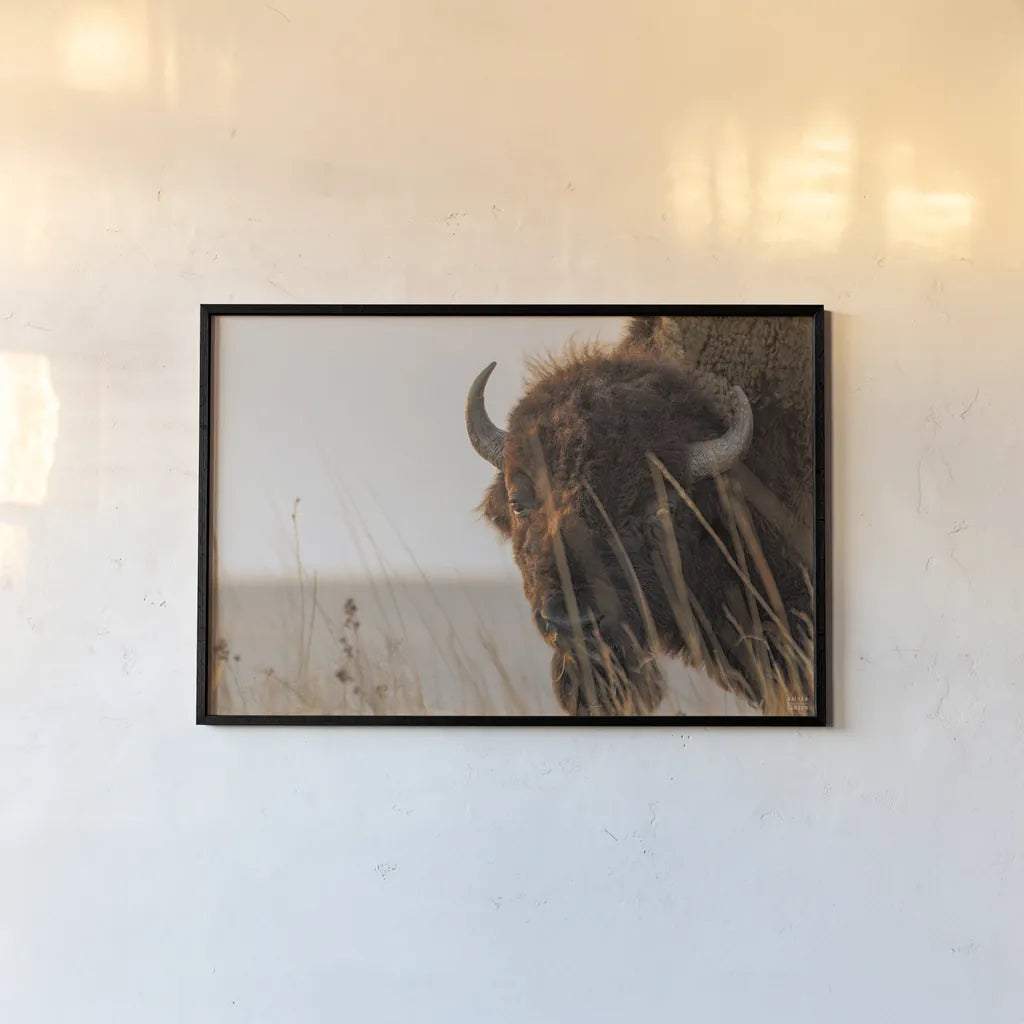 Bison Sunset by Nathan Larson. shown as a paper print in a black flame. Available as a archival giclee rolled canvas, fine art paper, or poster print. SKU 98333i.